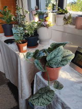 Cristescu Dumitra review photo
