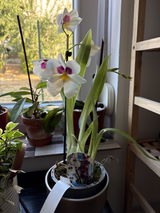 Sylvie Rakotonirina review photo