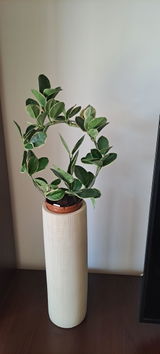 Simona review photo