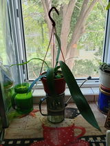 Tamy review photo