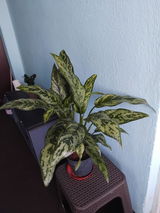 Cristescu Dumitra review photo