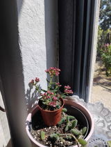 Cristescu Dumitra review photo
