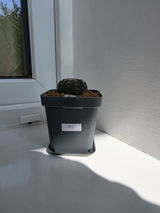 Csaba Mathe review photo