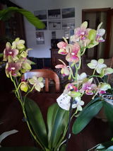 Viviana Grosso review photo