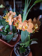 Viviana Grosso review photo