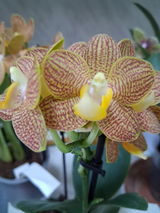 Viviana Grosso review photo