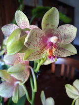 Viviana Grosso review photo