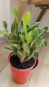 Florina Dumitrache review photo