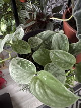 Daniela Greab review photo