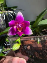 Alexandra Cenusa review photo