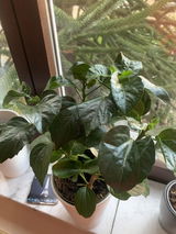 Adriana Lacatus review photo
