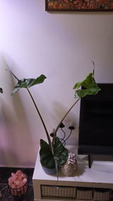 Doina Dumitrescu review photo