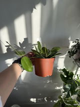 Aleksandra Salii review photo