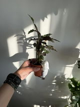 Aleksandra Salii review photo