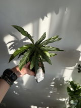 Aleksandra Salii review photo