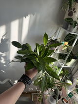 Aleksandra Salii review photo