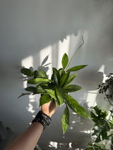Aleksandra Salii review photo