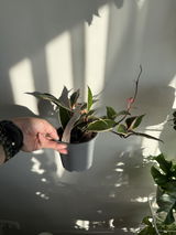 Aleksandra Salii review photo