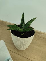 MAROSH MARIUS review photo