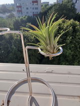 Boicu Aura review photo