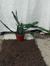 Cristescu Dumitra review photo