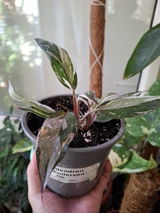 Lidia Pescan review photo