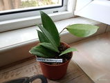 Tamy review photo