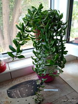 Tamy review photo