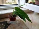 Tamy review photo