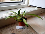 Tamy review photo