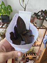 Gruia Bejenaru review photo