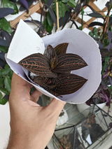 Gruia Bejenaru review photo