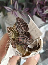 Gruia Bejenaru review photo