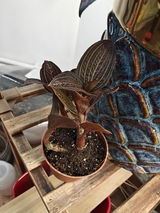 Gruia Bejenaru review photo