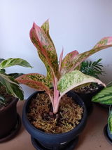 Gheorghe Rotaru review photo