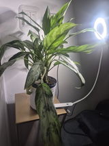 F.G review photo