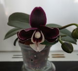 RATEAU Patricia review photo
