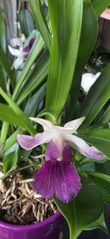 Luchian Gabriela review photo