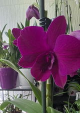 Luchian Gabriela review photo