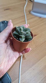 Corina review photo