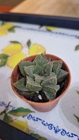 Corina review photo