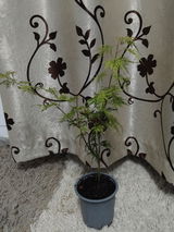 Cristescu Dumitra review photo