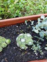 Ghitulescu Stanca review photo