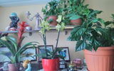 Zuzana review photo