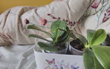 Zuzana review photo