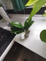 Gyöngyi review photo