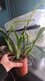 Dinu Alexandru Niculae review photo