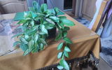 Zuzana review photo
