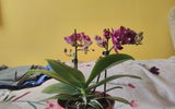 Zuzana review photo