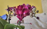 Zuzana review photo